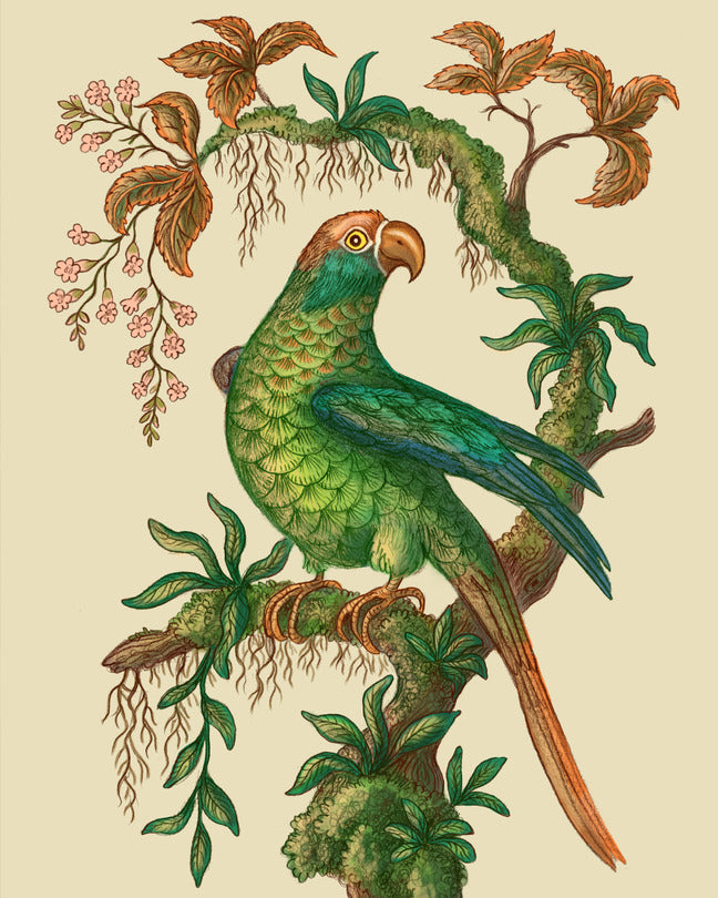 Bird of Paradise Print