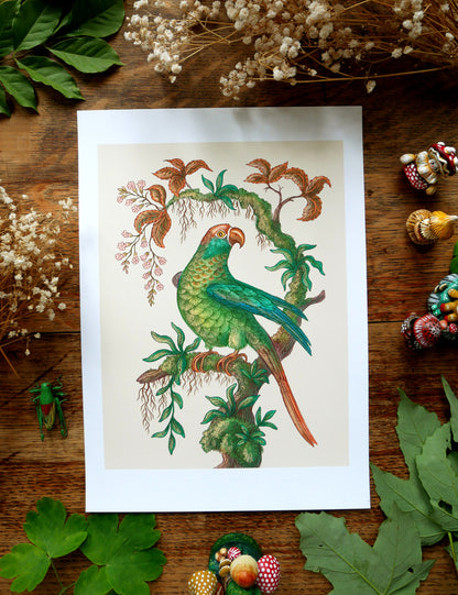 Bird of Paradise Print